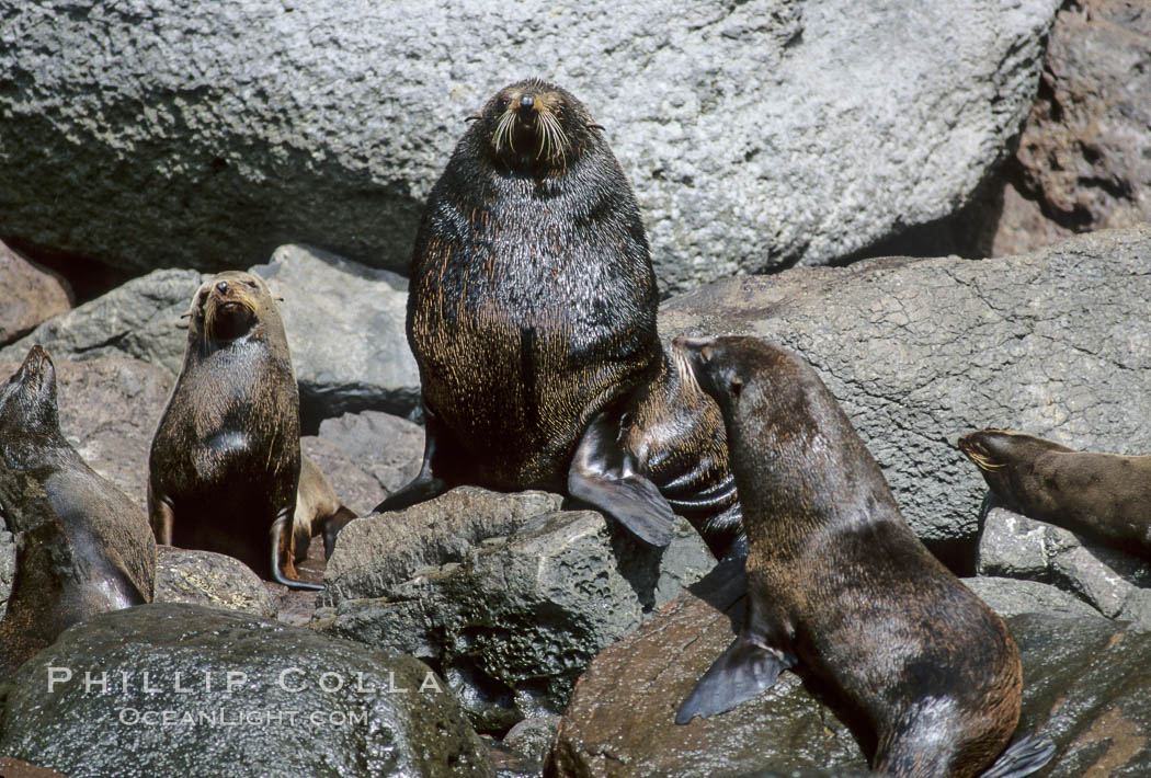 Guadalupe fur seal. Guadalupe Island (Isla Guadalupe), Baja California, Mexico, Arctocephalus townsendi, natural history stock photograph, photo id 10337