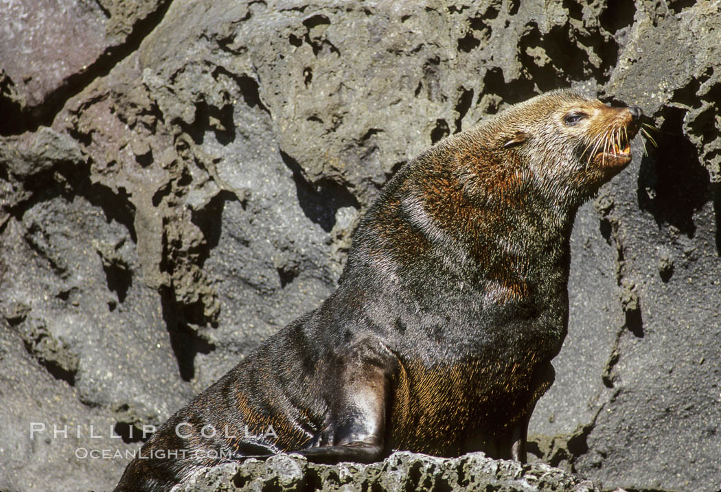 Guadalupe fur seal. Guadalupe Island (Isla Guadalupe), Baja California, Mexico, Arctocephalus townsendi, natural history stock photograph, photo id 10341