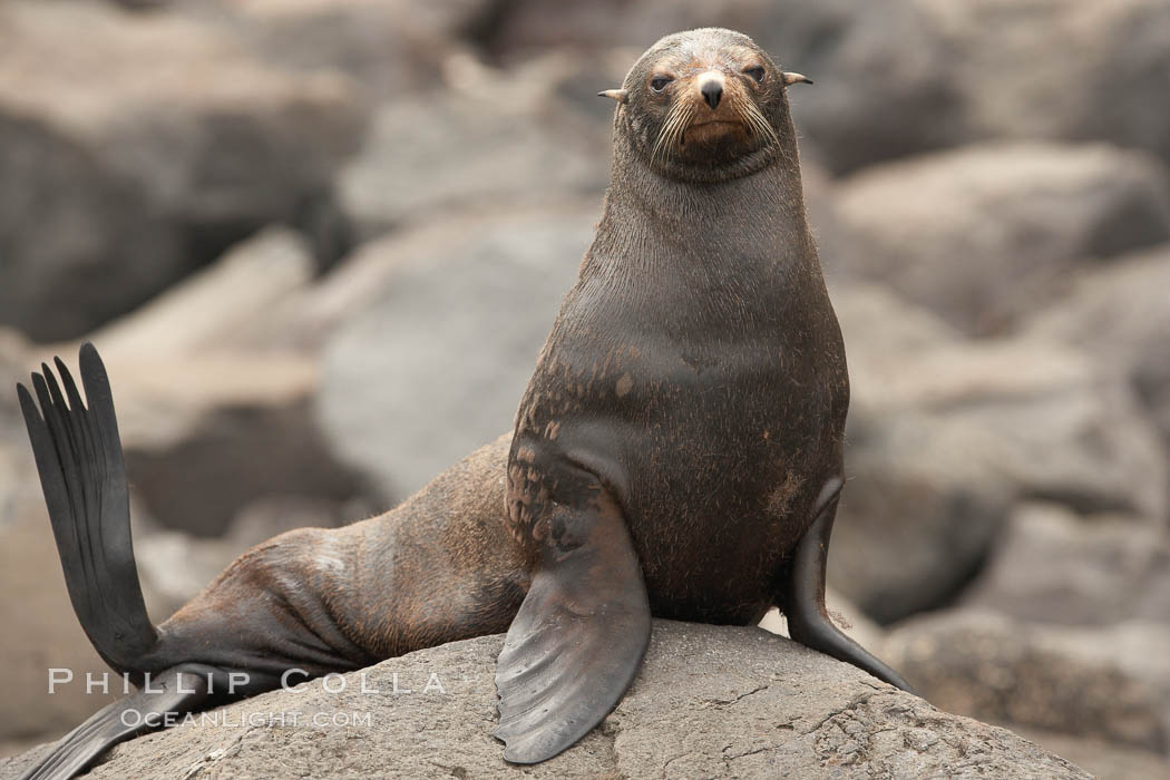 Guadalupe fur seal, hauled out upon volcanic rocks along the shoreline of Guadalupe Island. Guadalupe Island (Isla Guadalupe), Baja California, Mexico, Arctocephalus townsendi, natural history stock photograph, photo id 21373