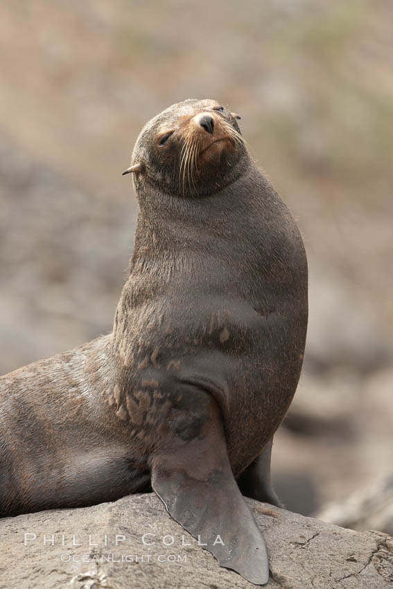 Guadalupe fur seal, hauled out upon volcanic rocks along the shoreline of Guadalupe Island. Guadalupe Island (Isla Guadalupe), Baja California, Mexico, Arctocephalus townsendi, natural history stock photograph, photo id 21381