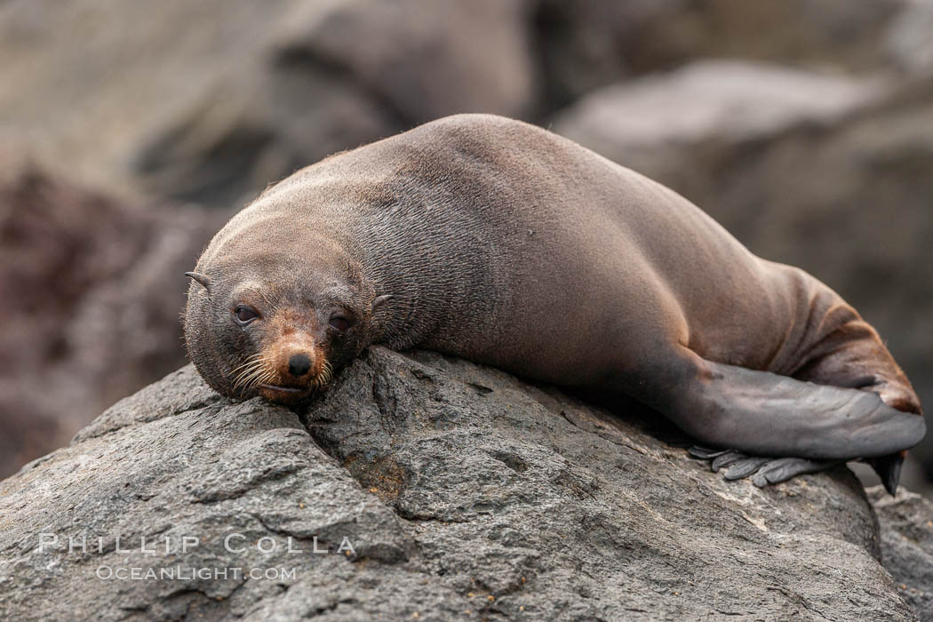 Guadalupe fur seal, hauled out upon volcanic rocks along the shoreline of Guadalupe Island. Guadalupe Island (Isla Guadalupe), Baja California, Mexico, Arctocephalus townsendi, natural history stock photograph, photo id 21441