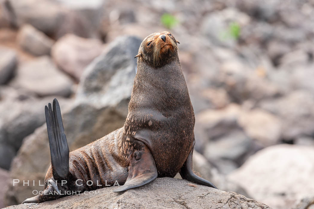 Guadalupe fur seal, hauled out upon volcanic rocks along the shoreline of Guadalupe Island. Guadalupe Island (Isla Guadalupe), Baja California, Mexico, Arctocephalus townsendi, natural history stock photograph, photo id 21445