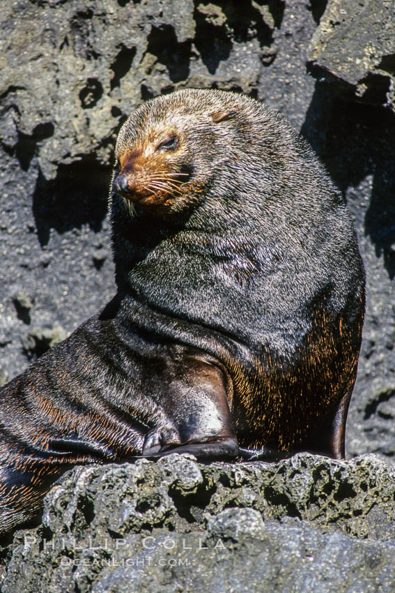 Guadalupe fur seal, adult male in territorial posture. Guadalupe Island (Isla Guadalupe), Baja California, Mexico, Arctocephalus townsendi, natural history stock photograph, photo id 03382