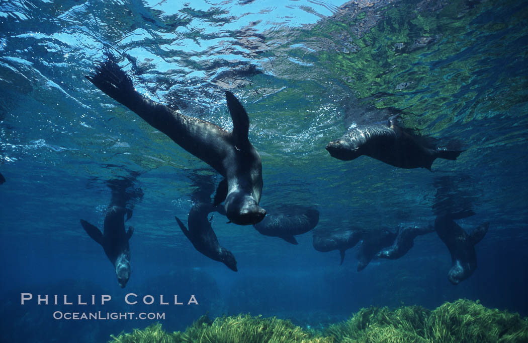 Guadalupe fur seals. Guadalupe Island (Isla Guadalupe), Baja California, Mexico, Arctocephalus townsendi, natural history stock photograph, photo id 03742