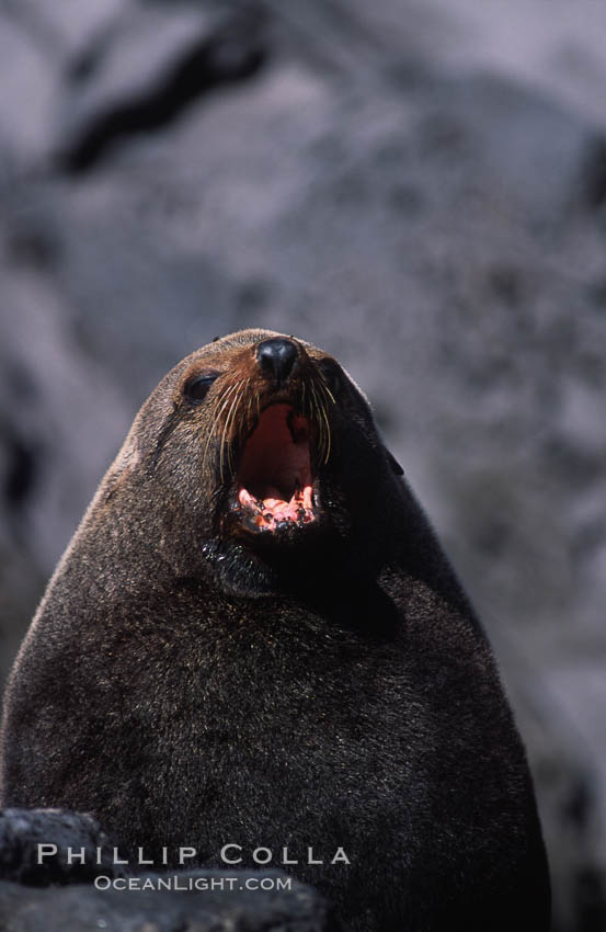 Guadalupe fur seal, adult male. Guadalupe Island (Isla Guadalupe), Baja California, Mexico, Arctocephalus townsendi, natural history stock photograph, photo id 03846