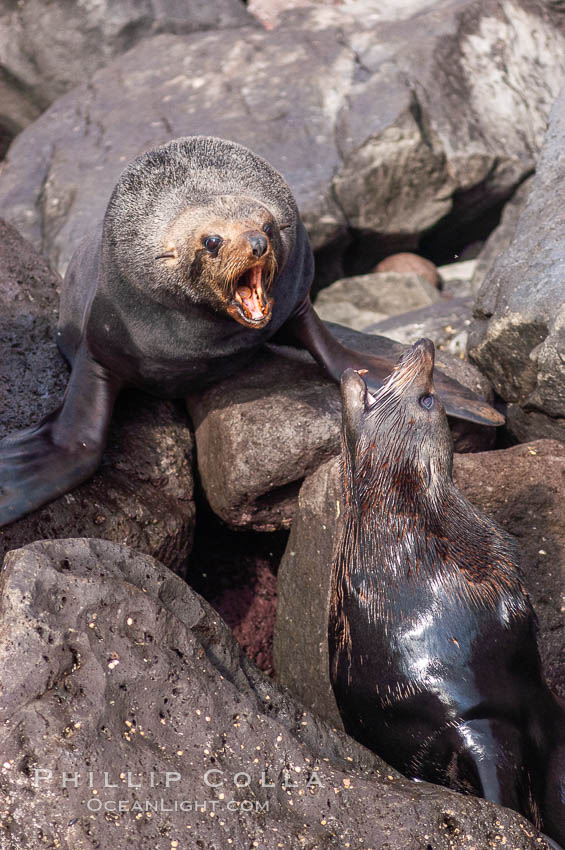 Adult male Guadalupe fur seals fighting over territorial boundaries during summer mating season.  During the summer mating season, a single adjult male will form a harem of females and continually patrol the boundary of his territory, keeping the females near and intimidating other males from approaching. Guadalupe Island (Isla Guadalupe), Baja California, Mexico, Arctocephalus townsendi, natural history stock photograph, photo id 09718