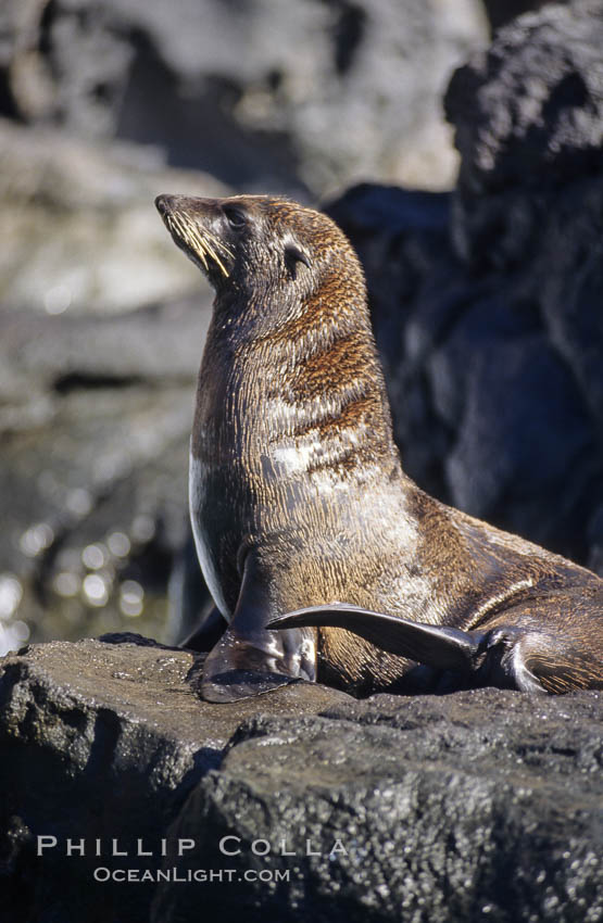 Guadalupe fur seal. Guadalupe Island (Isla Guadalupe), Baja California, Mexico, Arctocephalus townsendi, natural history stock photograph, photo id 10094