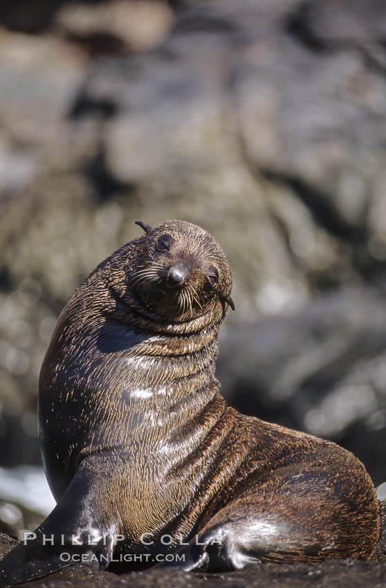 Guadalupe fur seal., Arctocephalus townsendi, natural history stock photograph, photo id 10318