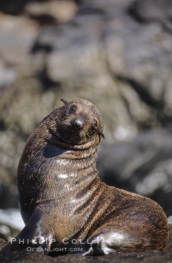 Guadalupe fur seal. Guadalupe Island (Isla Guadalupe), Baja California, Mexico, Arctocephalus townsendi, natural history stock photograph, photo id 10318