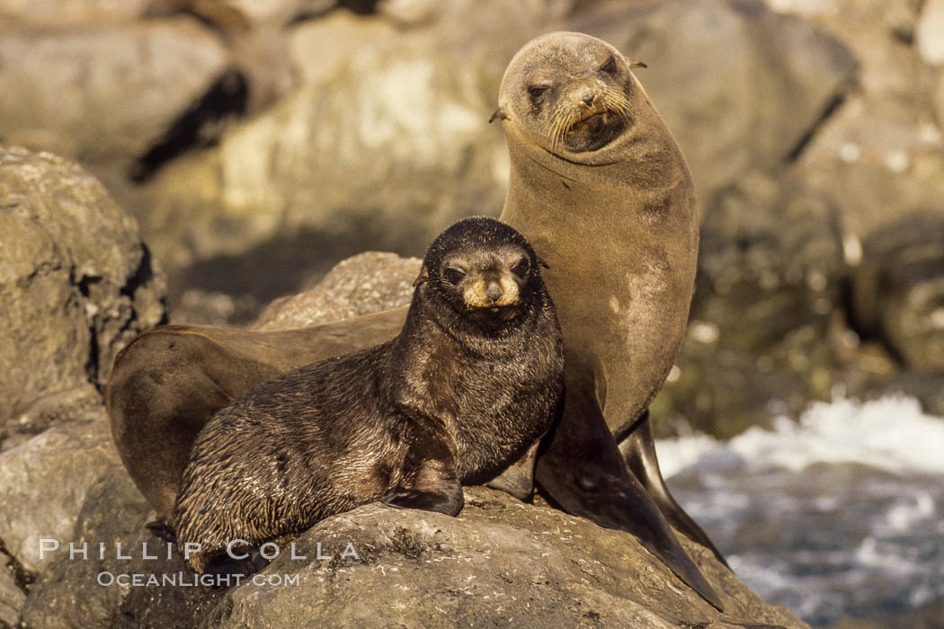 Guadalupe fur seal mother and pup. Guadalupe Island (Isla Guadalupe), Baja California, Mexico, Arctocephalus townsendi, natural history stock photograph, photo id 02440