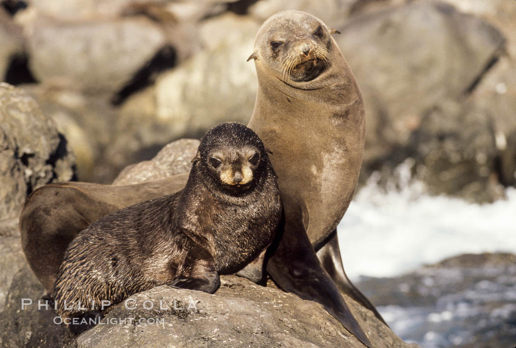 Guadalupe fur seals, mother and pup, Guadalupe Island, California. Guadalupe Island (Isla Guadalupe), Baja California, Mexico, Arctocephalus townsendi, natural history stock photograph, photo id 03100