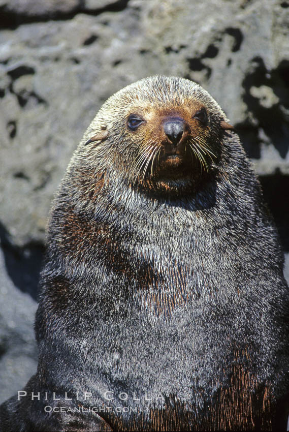 Adult male Guadalupe fur seal. Guadalupe Island (Isla Guadalupe), Baja California, Mexico, Arctocephalus townsendi, natural history stock photograph, photo id 03752