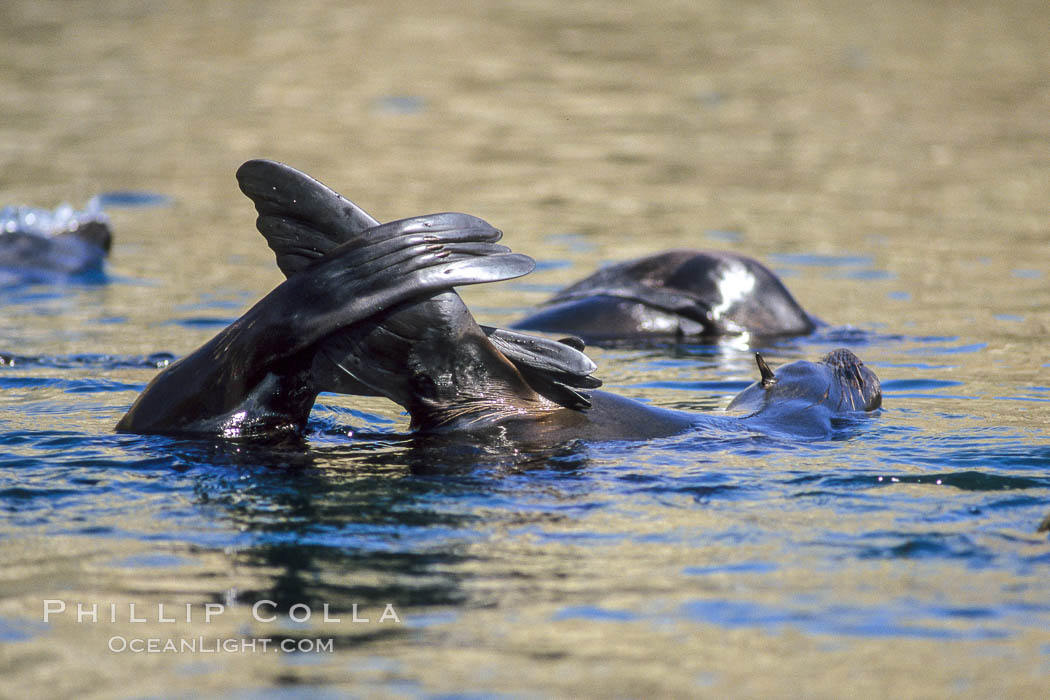 Guadalupe fur seal thermoregulating with elevated flippers. Guadalupe Island (Isla Guadalupe), Baja California, Mexico, Arctocephalus townsendi, natural history stock photograph, photo id 03756