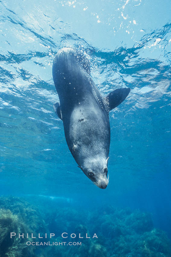 Guadalupe fur seal. Guadalupe Island (Isla Guadalupe), Baja California, Mexico, Arctocephalus townsendi, natural history stock photograph, photo id 03760