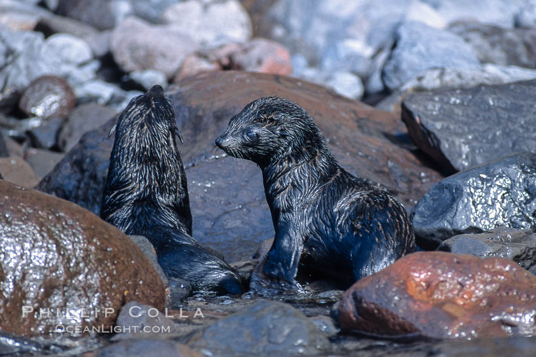 Guadalupe fur seal, pup. Guadalupe Island (Isla Guadalupe), Baja California, Mexico, Arctocephalus townsendi, natural history stock photograph, photo id 03844