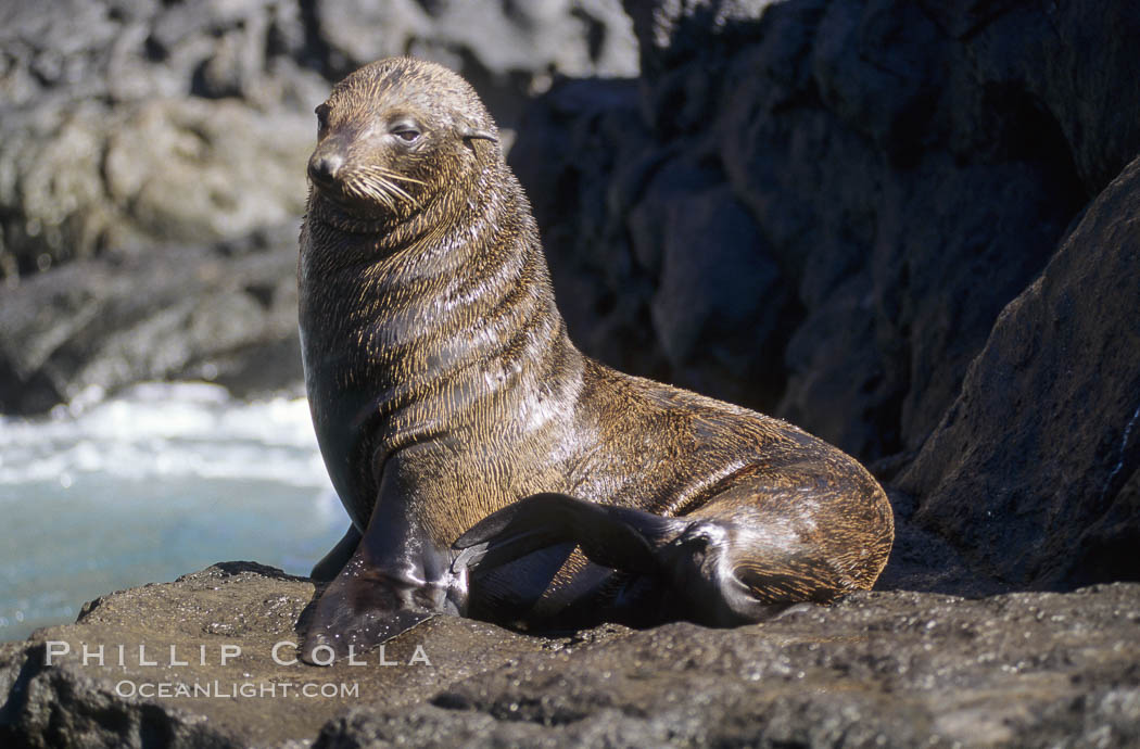 Guadalupe fur seal. Guadalupe Island (Isla Guadalupe), Baja California, Mexico, Arctocephalus townsendi, natural history stock photograph, photo id 10092