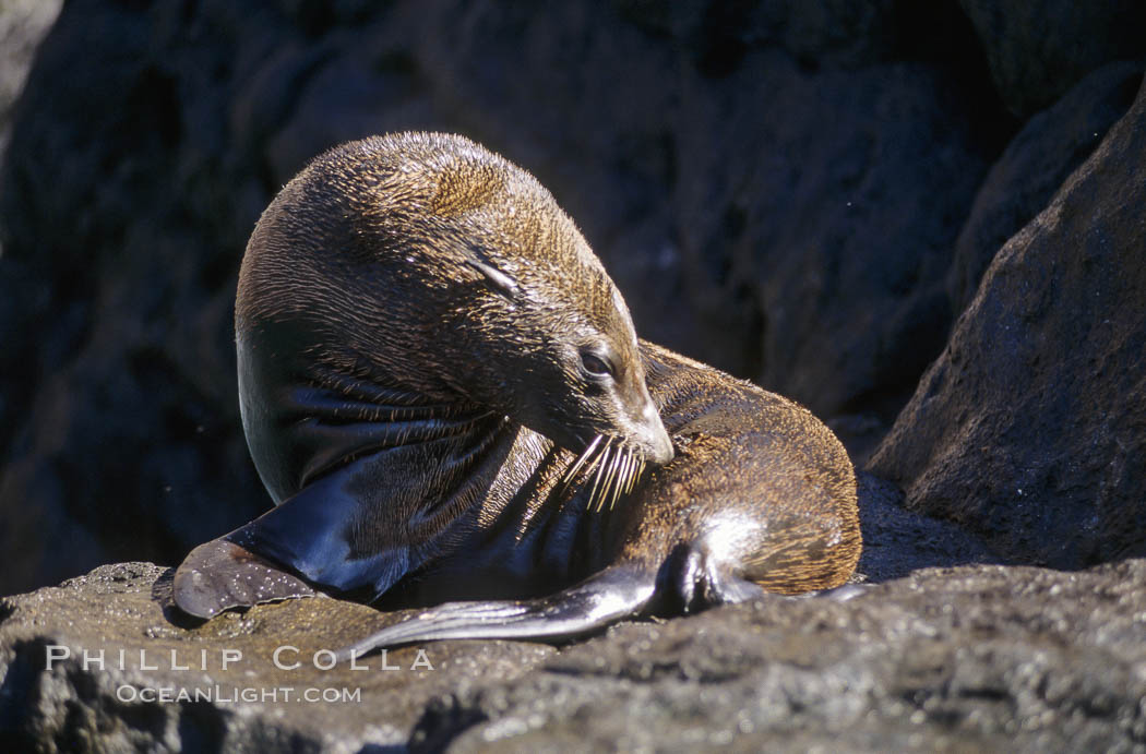 Guadalupe fur seal. Guadalupe Island (Isla Guadalupe), Baja California, Mexico, Arctocephalus townsendi, natural history stock photograph, photo id 10320