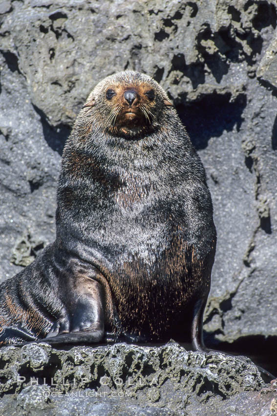 Guadalupe fur seal, adult male in territorial posture. Guadalupe Island (Isla Guadalupe), Baja California, Mexico, Arctocephalus townsendi, natural history stock photograph, photo id 03383