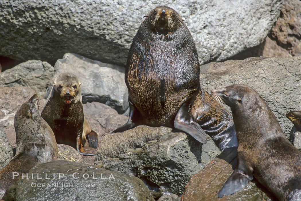 Adult male Guadalupe fur seal with females and pups. Guadalupe Island (Isla Guadalupe), Baja California, Mexico, Arctocephalus townsendi, natural history stock photograph, photo id 03743