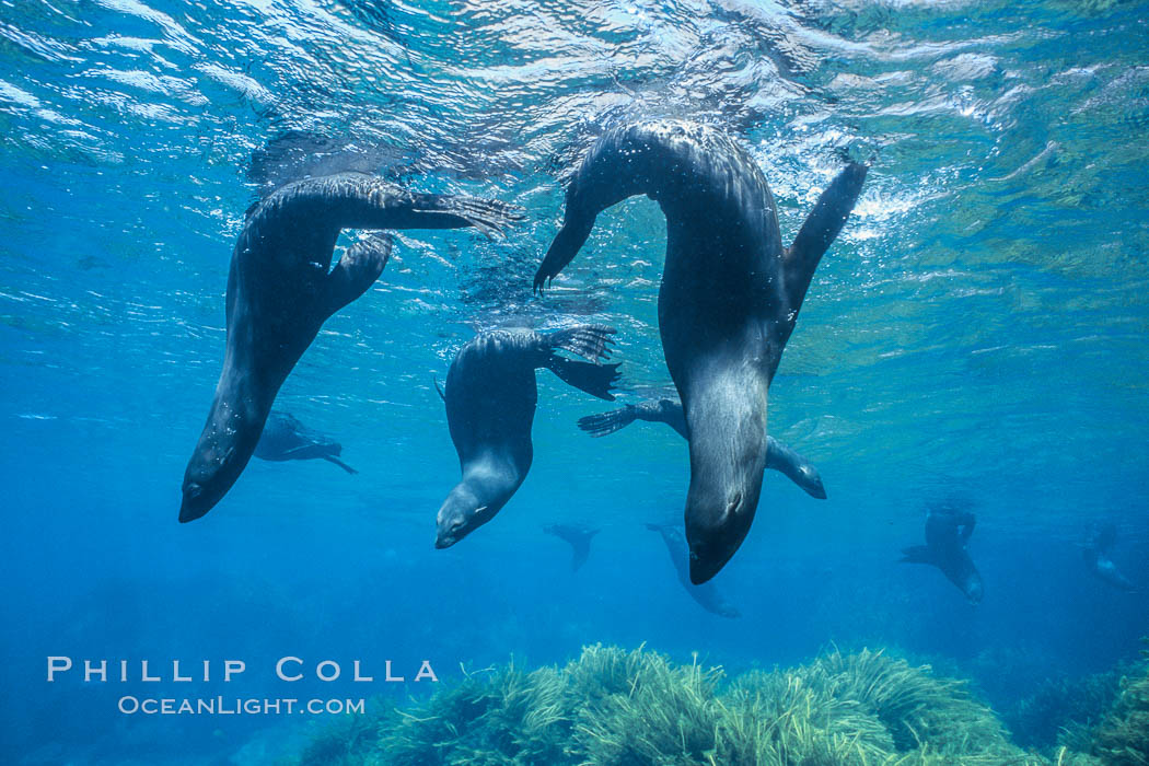 Guadalupe fur seals. Guadalupe Island (Isla Guadalupe), Baja California, Mexico, Arctocephalus townsendi, natural history stock photograph, photo id 03755