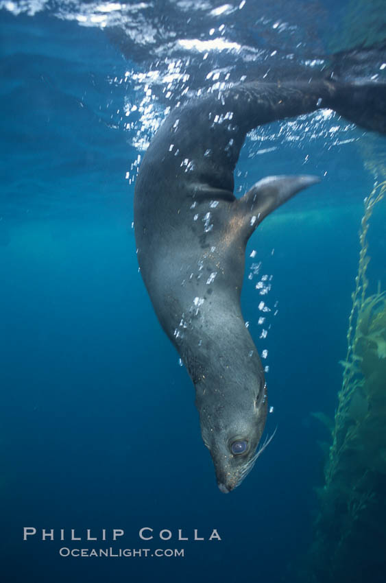 Guadalupe fur seal, Islas San Benito. San Benito Islands (Islas San Benito), Baja California, Mexico, Arctocephalus townsendi, natural history stock photograph, photo id 03759