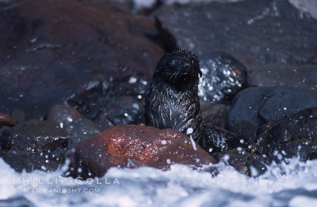 Guadalupe fur seal, pup. Guadalupe Island (Isla Guadalupe), Baja California, Mexico, Arctocephalus townsendi, natural history stock photograph, photo id 03843