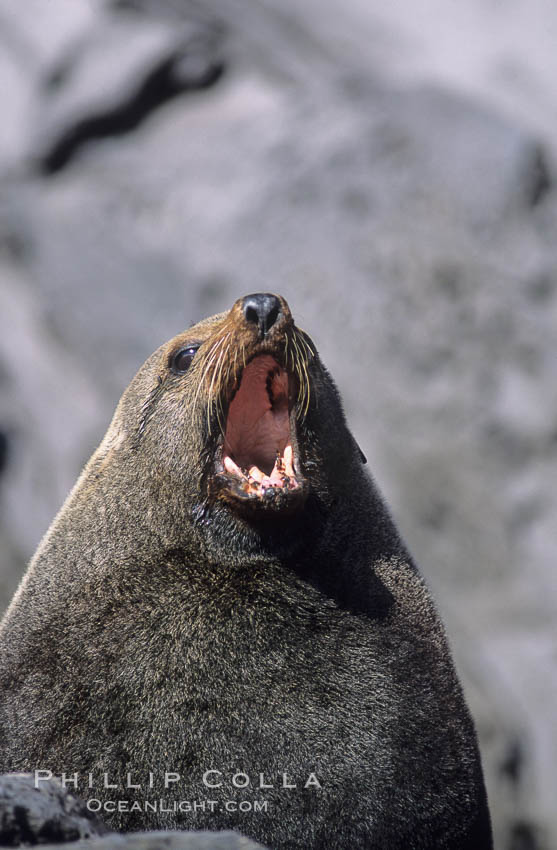 Guadalupe fur seal, adult male. Guadalupe Island (Isla Guadalupe), Baja California, Mexico, Arctocephalus townsendi, natural history stock photograph, photo id 03847