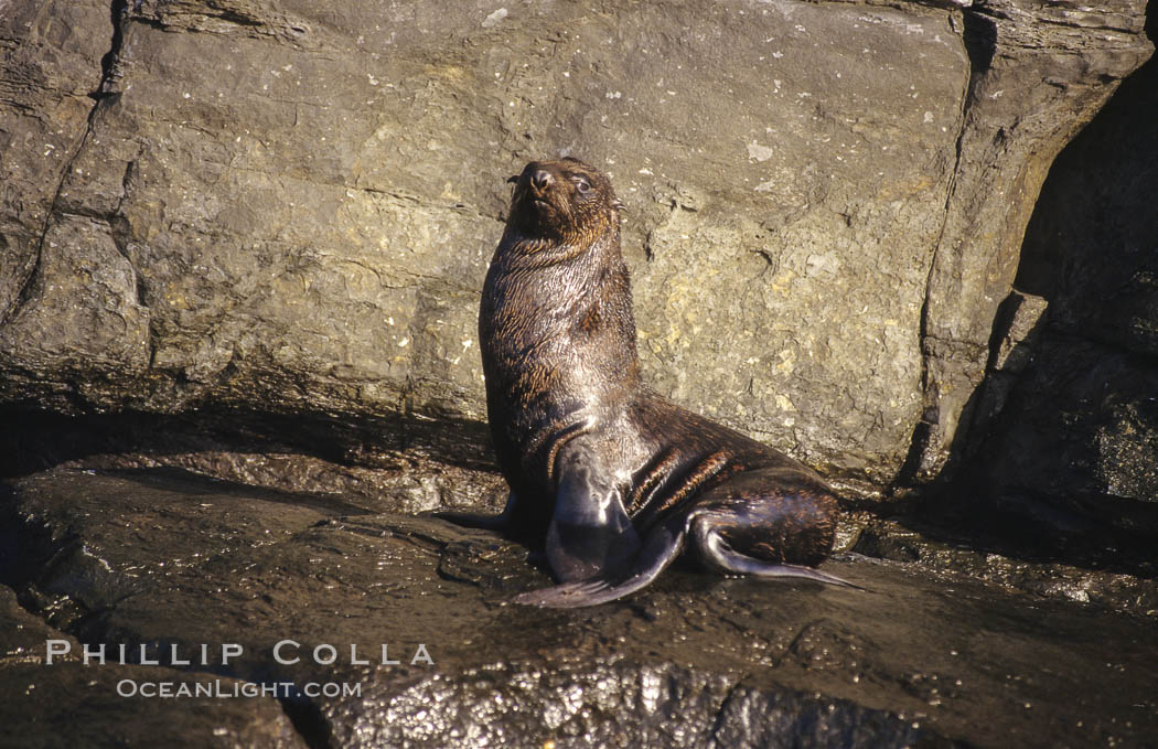 Guadalupe fur seal. Guadalupe Island (Isla Guadalupe), Baja California, Mexico, Arctocephalus townsendi, natural history stock photograph, photo id 10319