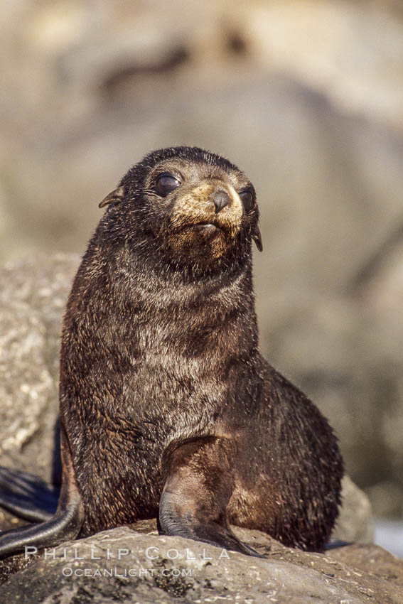 Guadalupe fur seal pup sits on brown rocks along the coastline of Guadalupe Island. Guadalupe Island (Isla Guadalupe), Baja California, Mexico, Arctocephalus townsendi, natural history stock photograph, photo id 02441