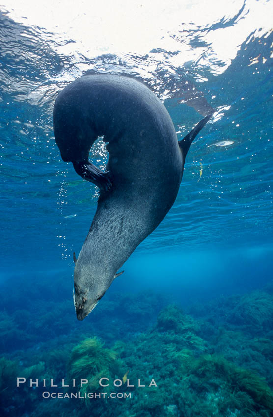 Guadalupe fur seal. Guadalupe Island (Isla Guadalupe), Baja California, Mexico, Arctocephalus townsendi, natural history stock photograph, photo id 03741