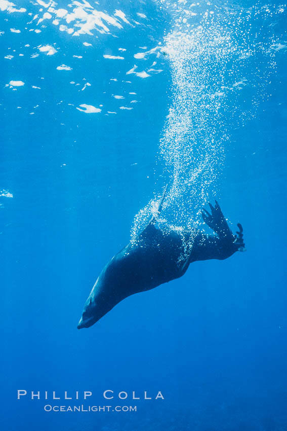 Guadalupe fur seal, bubbles emitted from twin layered fur. Guadalupe Island (Isla Guadalupe), Baja California, Mexico, Arctocephalus townsendi, natural history stock photograph, photo id 03761