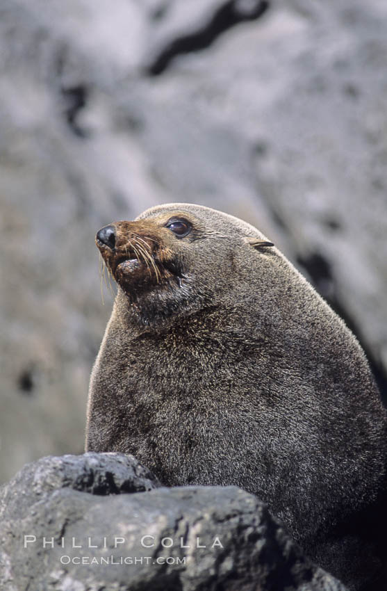 Guadalupe fur seal, adult male. Guadalupe Island (Isla Guadalupe), Baja California, Mexico, Arctocephalus townsendi, natural history stock photograph, photo id 03845