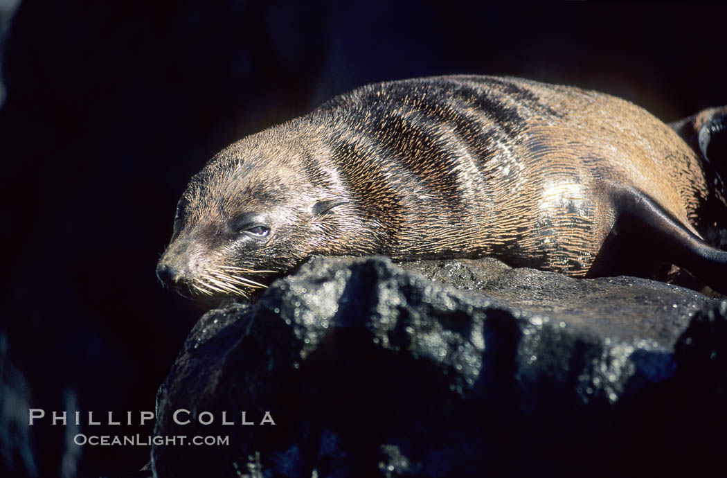 Guadalupe fur seal., Arctocephalus townsendi, natural history stock photograph, photo id 10093
