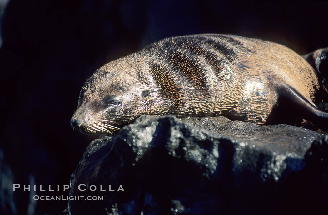 Guadalupe fur seal. Guadalupe Island (Isla Guadalupe), Baja California, Mexico, Arctocephalus townsendi, natural history stock photograph, photo id 10093