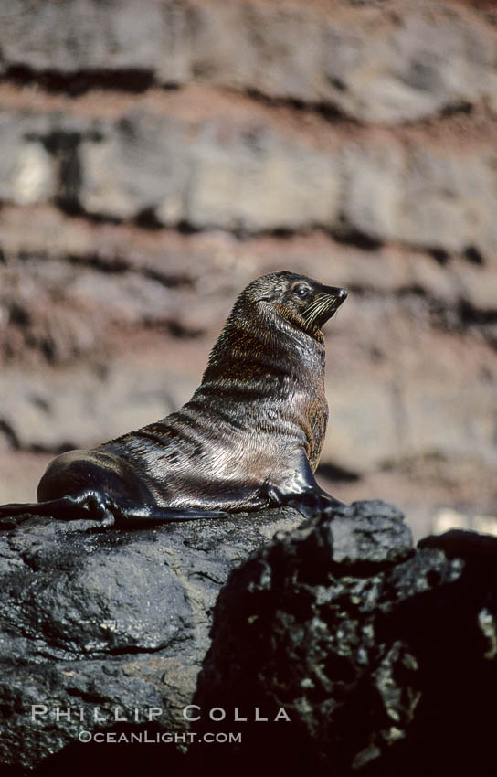 Guadalupe fur seal. Guadalupe Island (Isla Guadalupe), Baja California, Mexico, Arctocephalus townsendi, natural history stock photograph, photo id 10317
