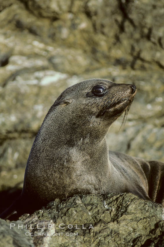 Guadalupe fur seal, juvenile. Guadalupe Island (Isla Guadalupe), Baja California, Mexico, Arctocephalus townsendi, natural history stock photograph, photo id 10321