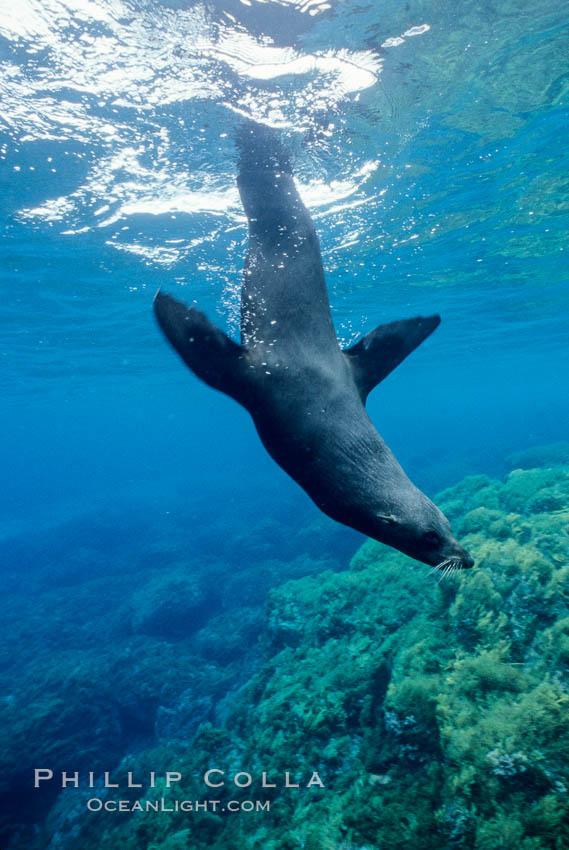 Guadalupe fur seal. Guadalupe Island (Isla Guadalupe), Baja California, Mexico, Arctocephalus townsendi, natural history stock photograph, photo id 10346