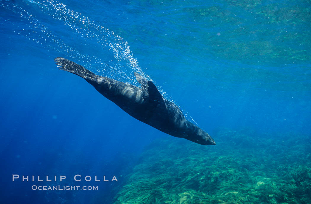 Guadalupe fur seal. Guadalupe Island (Isla Guadalupe), Baja California, Mexico, Arctocephalus townsendi, natural history stock photograph, photo id 10350