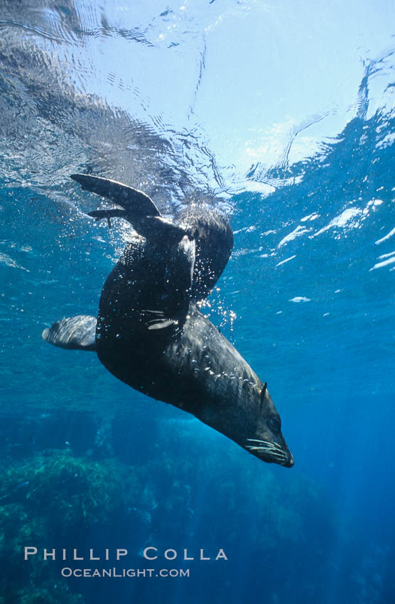 Guadalupe fur seal. Guadalupe Island (Isla Guadalupe), Baja California, Mexico, Arctocephalus townsendi, natural history stock photograph, photo id 10354