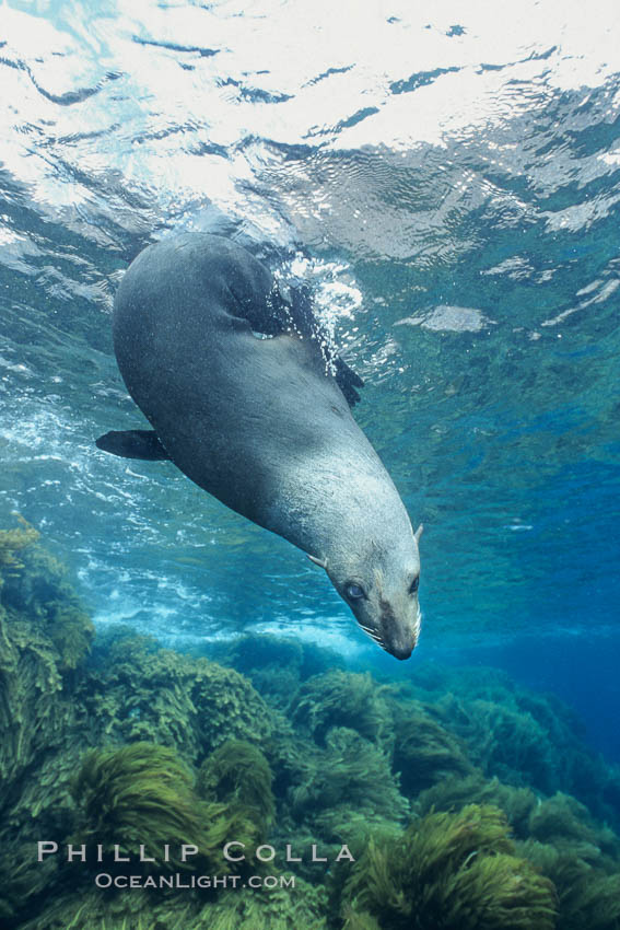 Guadalupe fur seal. Guadalupe Island (Isla Guadalupe), Baja California, Mexico, Arctocephalus townsendi, natural history stock photograph, photo id 10362