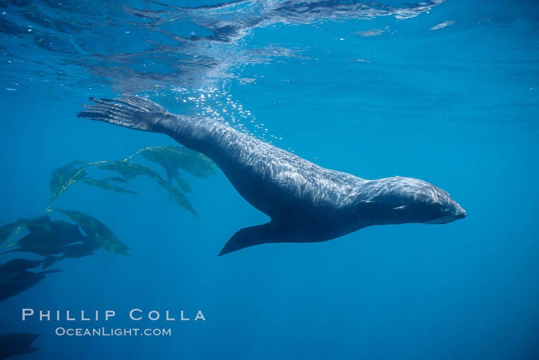 Guadalupe fur seal. Guadalupe Island (Isla Guadalupe), Baja California, Mexico, Arctocephalus townsendi, natural history stock photograph, photo id 10366