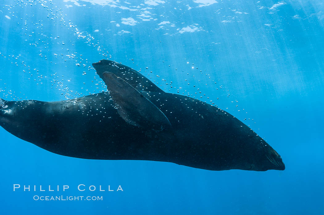 Guadalupe fur seal underwater. Guadalupe Island (Isla Guadalupe), Baja California, Mexico, natural history stock photograph, photo id 09656