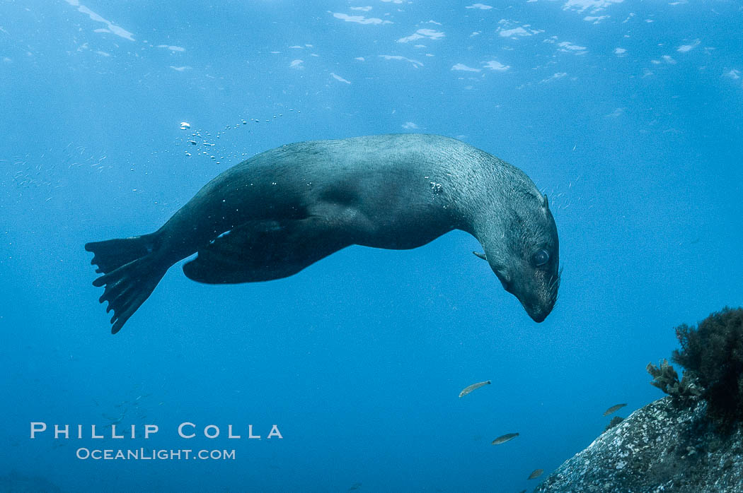 Guadalupe fur seal underwater. Guadalupe Island (Isla Guadalupe), Baja California, Mexico, natural history stock photograph, photo id 09716