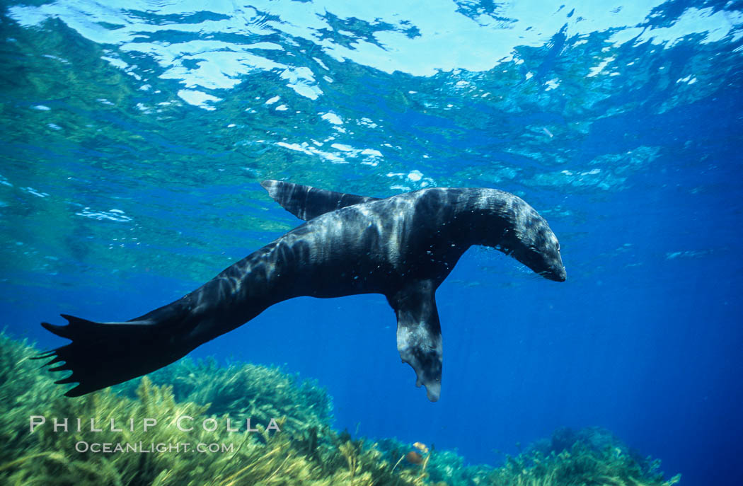 Guadalupe fur seal. Guadalupe Island (Isla Guadalupe), Baja California, Mexico, Arctocephalus townsendi, natural history stock photograph, photo id 10352