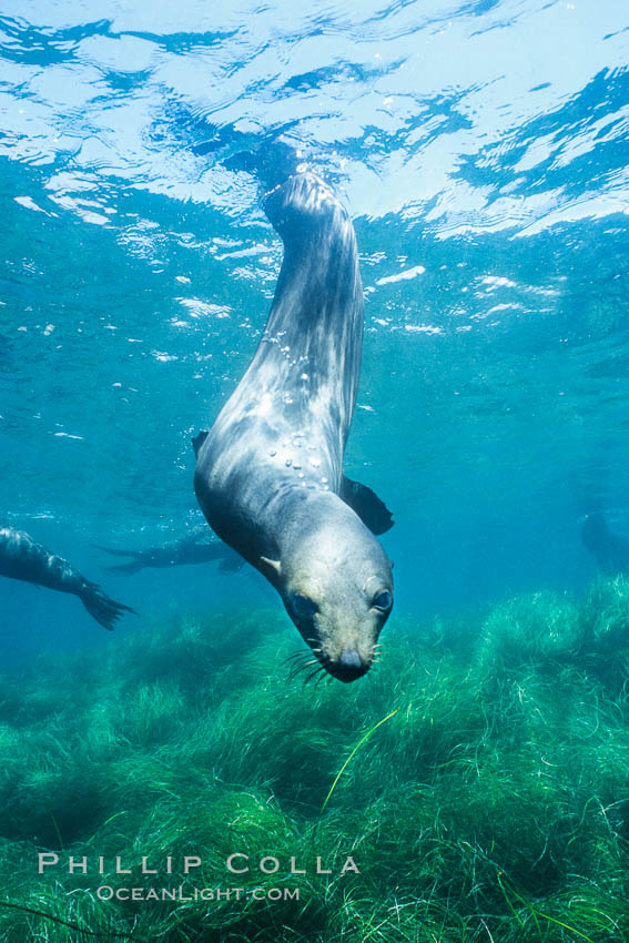 Guadalupe fur seal. Guadalupe Island (Isla Guadalupe), Baja California, Mexico, Arctocephalus townsendi, natural history stock photograph, photo id 10356