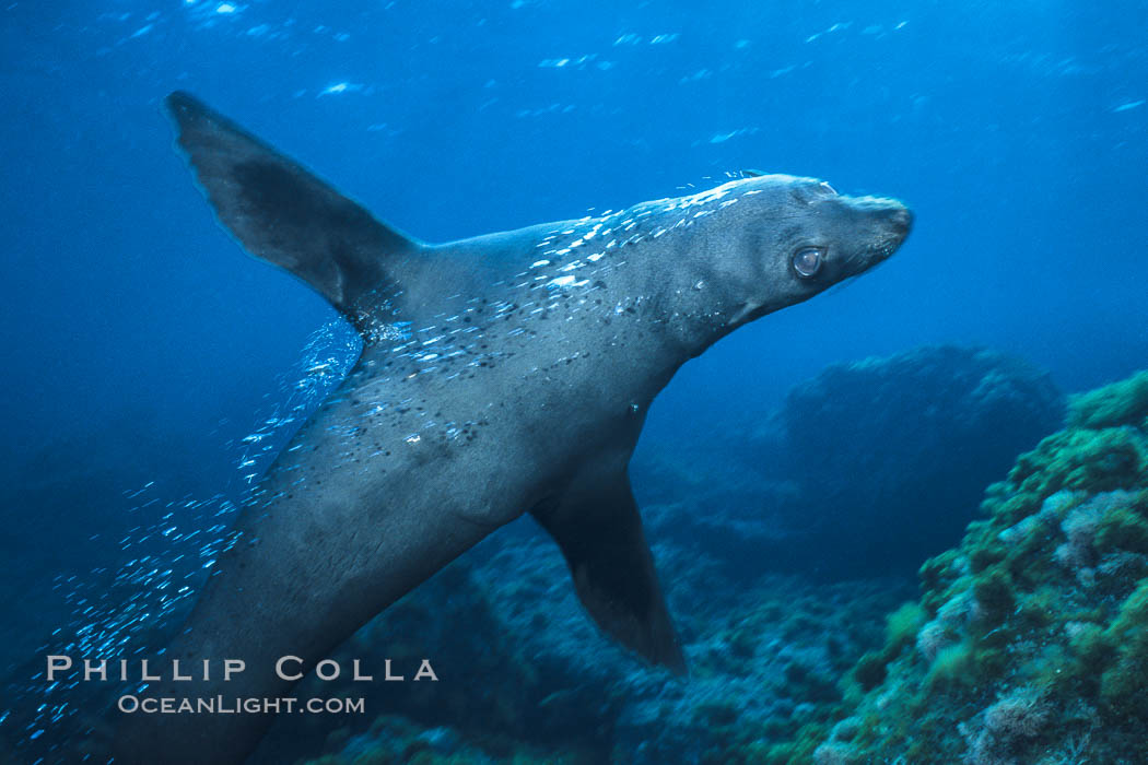 Guadalupe fur seal. Guadalupe Island (Isla Guadalupe), Baja California, Mexico, Arctocephalus townsendi, natural history stock photograph, photo id 10360