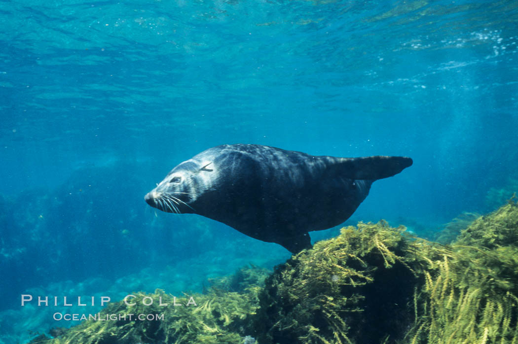 Guadalupe fur seal. Guadalupe Island (Isla Guadalupe), Baja California, Mexico, Arctocephalus townsendi, natural history stock photograph, photo id 10364