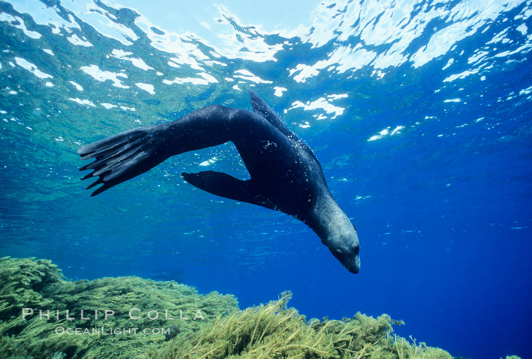 Guadalupe fur seal. Guadalupe Island (Isla Guadalupe), Baja California, Mexico, Arctocephalus townsendi, natural history stock photograph, photo id 10347