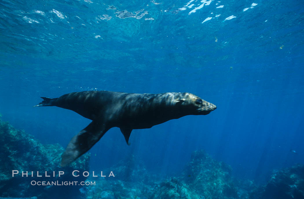 Guadalupe fur seal. Guadalupe Island (Isla Guadalupe), Baja California, Mexico, Arctocephalus townsendi, natural history stock photograph, photo id 10351