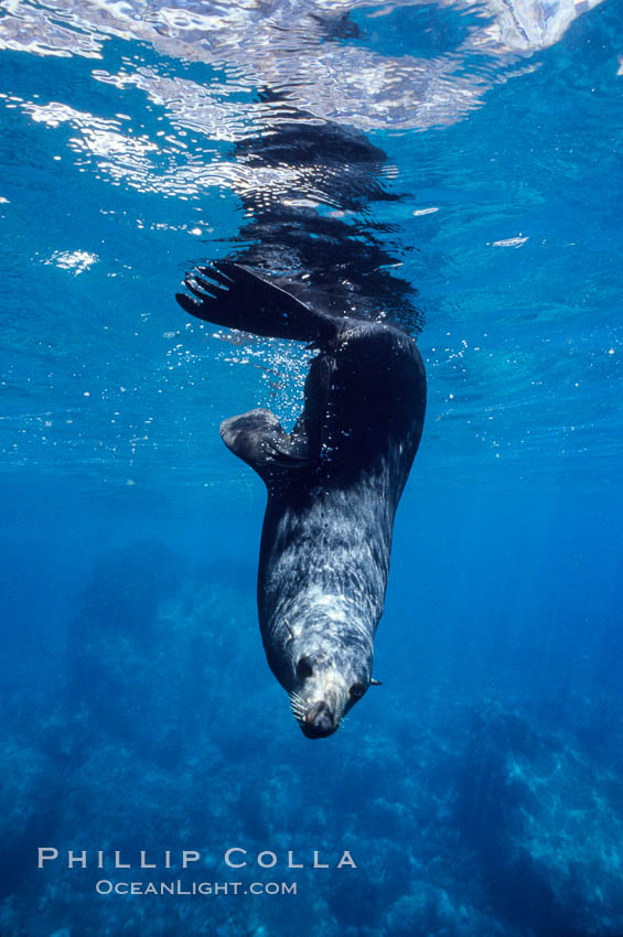 Guadalupe fur seal. Guadalupe Island (Isla Guadalupe), Baja California, Mexico, Arctocephalus townsendi, natural history stock photograph, photo id 10355